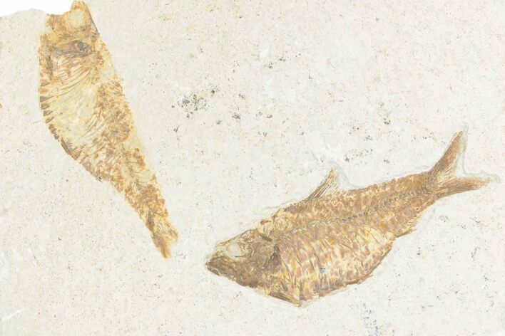 Limestone with Two Fossil Fish (Knightia alta) - Wyoming #361115